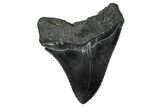 Serrated, Fossil Megalodon Tooth - South Carolina #340148-1